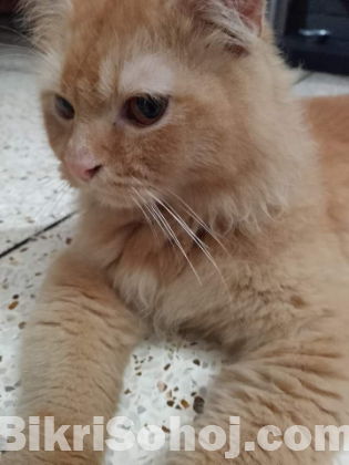 Ginger persian cat